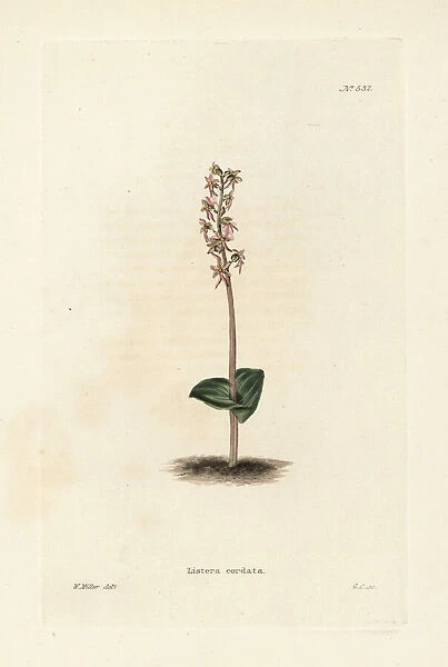 Lesser twayblade orchid, Neottia cordata