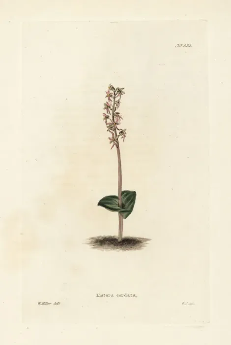 Framed Print : Lesser twayblade orchid, Neottia cordata Framed Print : Lesser twayblade orchid, Neottia cordata