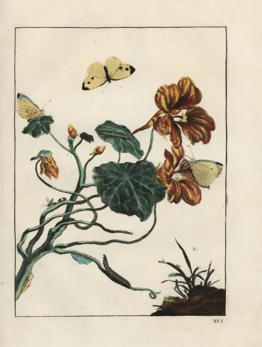 Framed Print : Lesser white cabbage butterfly on a flower Framed Print : Lesser white cabbage butterfly on a flower
