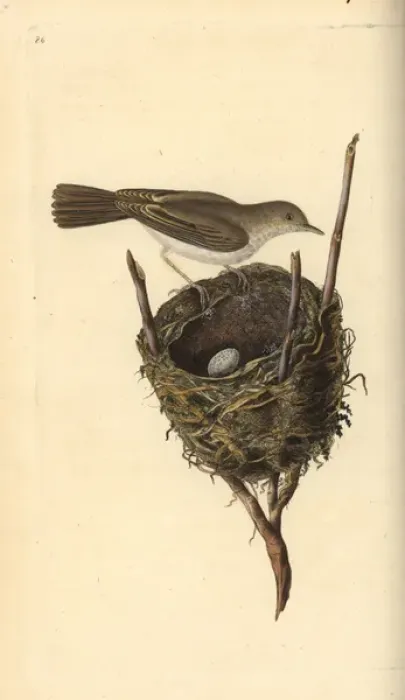 Framed Print : Lesser whitethroat, Sylvia communis, with nest and egg Framed Print : Lesser whitethroat, Sylvia communis, with nest and egg
