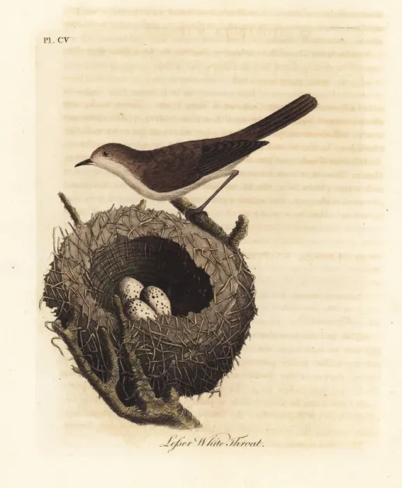 Framed Print : Lesser whitethroat, Sylvia curruca Framed Print : Lesser whitethroat, Sylvia curruca