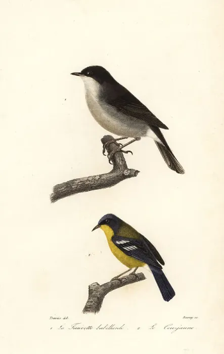 Framed Print : Lesser whitethroat and yellow-throated warbler Framed Print : Lesser whitethroat and yellow-throated warbler