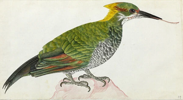 Lesser Yellownape, Picus chlorolophus