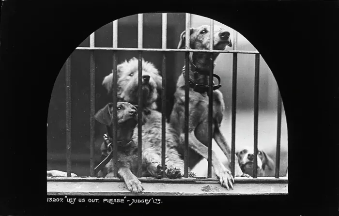 Framed Print : Let Us Out, Please Framed Print : Let Us Out, Please
