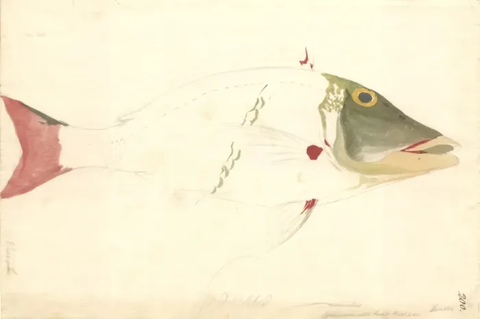 Framed Print : Lethrinus miniatus, sweetlips emperor Framed Print : Lethrinus miniatus, sweetlips emperor