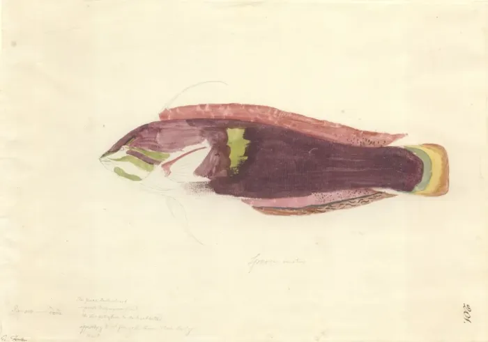 Framed Print : Lethrinus nebulosus, spangled emperor Framed Print : Lethrinus nebulosus, spangled emperor