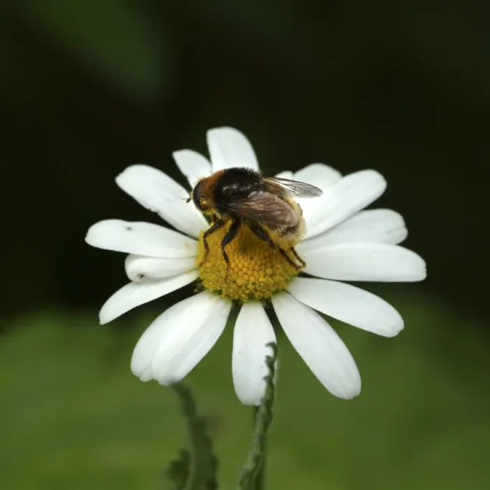 Framed Print : Leucanthemum vulgare, oxeye daisy Framed Print : Leucanthemum vulgare, oxeye daisy