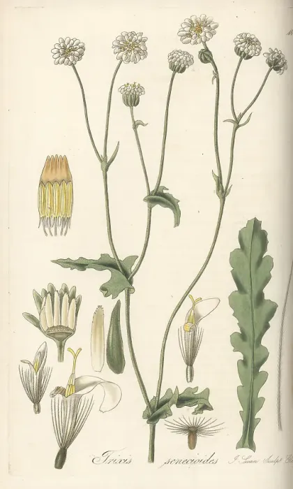 Framed Print : Leucheria senecioides Framed Print : Leucheria senecioides