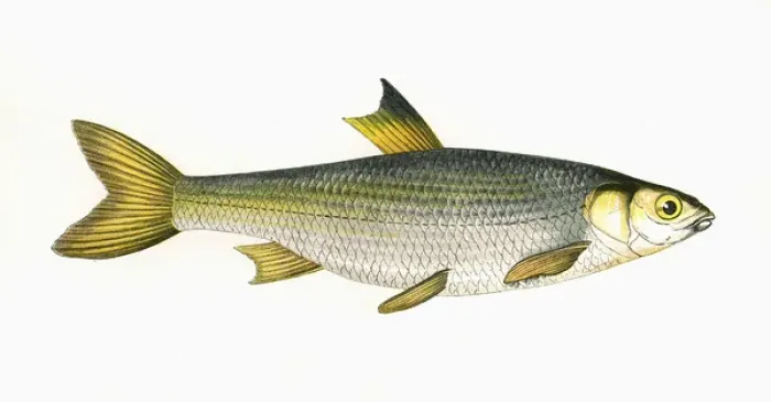 Framed Print : Leuciscus leuciscus, or Common Dace Framed Print : Leuciscus leuciscus, or Common Dace