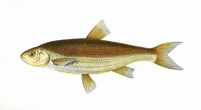 Framed Print : Leuciscus leuciscus, or Common Dace Framed Print : Leuciscus leuciscus, or Common Dace
