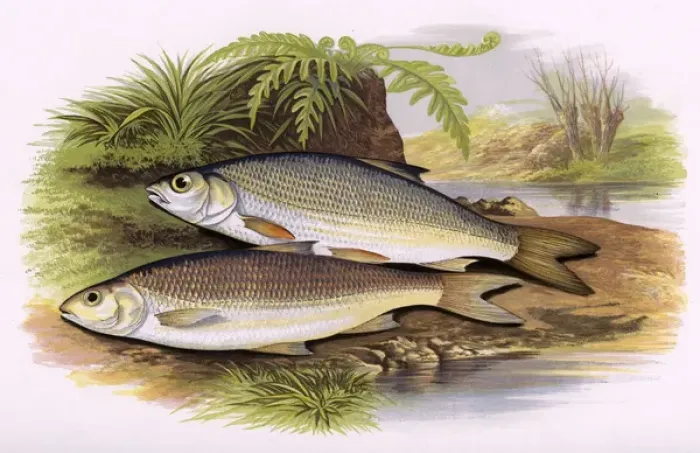 Framed Print : Leuciscus leuciscus, or Graining and Dace Framed Print : Leuciscus leuciscus, or Graining and Dace