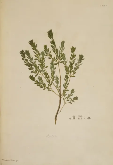 Framed Print : Leucopogon ruscifolius, bearded heath Framed Print : Leucopogon ruscifolius, bearded heath