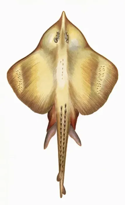 Framed Print : Leucoraja fullonica, or Shagreen Ray Framed Print : Leucoraja fullonica, or Shagreen Ray