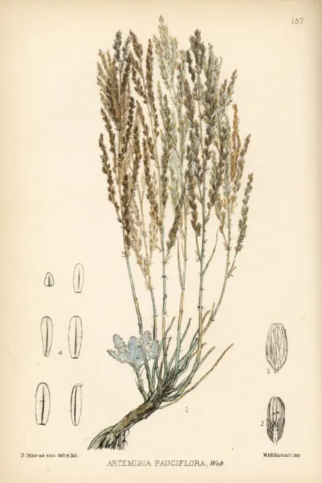 Framed Print : Levant wormseed, Artemisia pauciflora Framed Print : Levant wormseed, Artemisia pauciflora