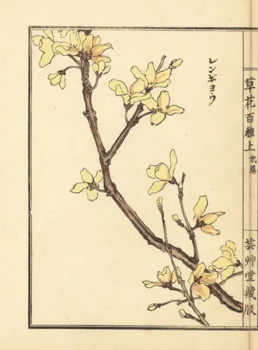 Framed Print : Lianqiao, Forsythia suspensa Framed Print : Lianqiao, Forsythia suspensa