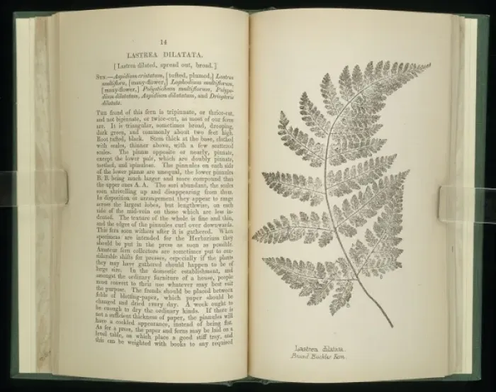 Framed Print : Liastrea dilatata, broad buckler fern Framed Print : Liastrea dilatata, broad buckler fern