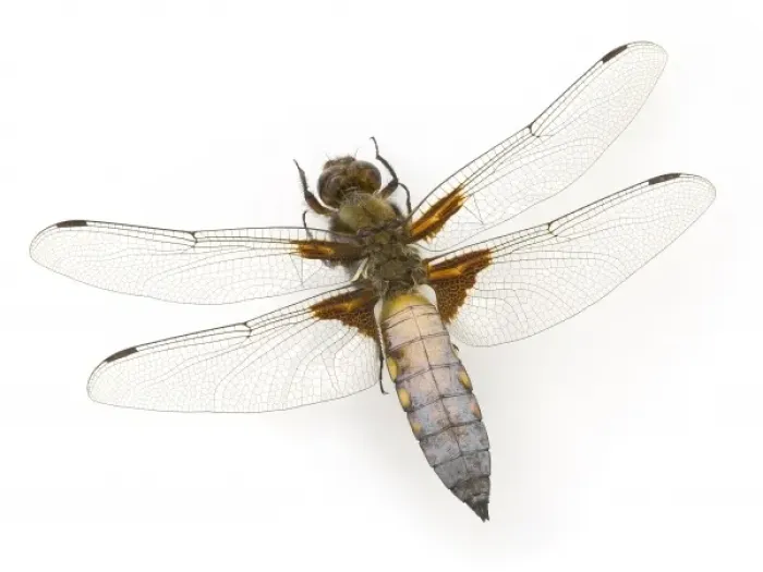 Framed Print : Libellula depressa, broad-bodied chaser Framed Print : Libellula depressa, broad-bodied chaser