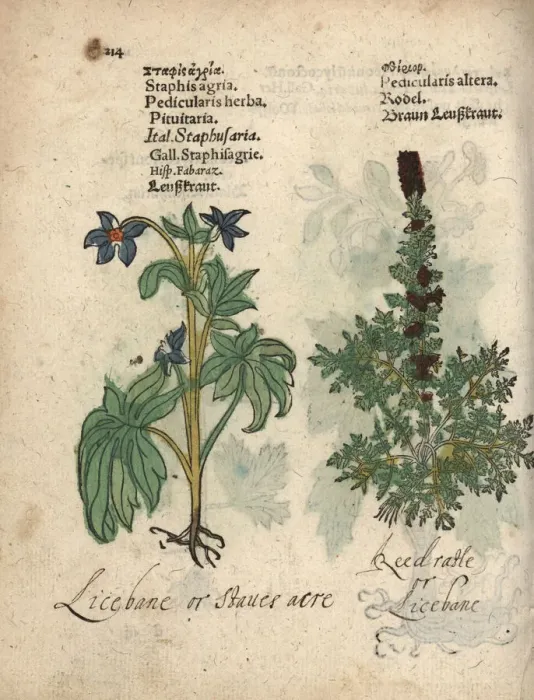Framed Print : Lice bane, Delphinium staphisagria, and lousewort Framed Print : Lice bane, Delphinium staphisagria, and lousewort