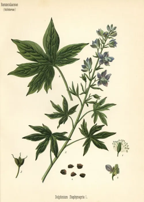 Framed Print : Lice-bane or stavesacre, Delphinium staphisagria Framed Print : Lice-bane or stavesacre, Delphinium staphisagria