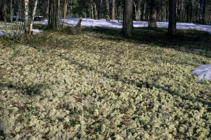 Framed Print : Lichen - carpeted forest-floor near river Taz Framed Print : Lichen - carpeted forest-floor near river Taz