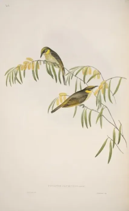 Framed Print : Lichenostomus keartlandi, grey-fronted honeyeater Framed Print : Lichenostomus keartlandi, grey-fronted honeyeater