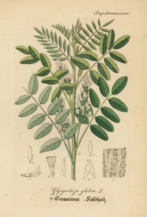 Framed Print : Licorice or liquorice, Glycyrrhiza glabra Framed Print : Licorice or liquorice, Glycyrrhiza glabra