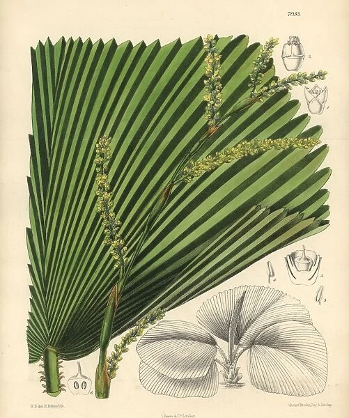 Licuala veitchii, palm with yellow flowers native to Borneo