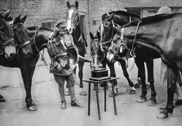 Framed Print : Lieutenant Mike Rimmington training horses for the army, WW1 Framed Print : Lieutenant Mike Rimmington training horses for the army, WW1
