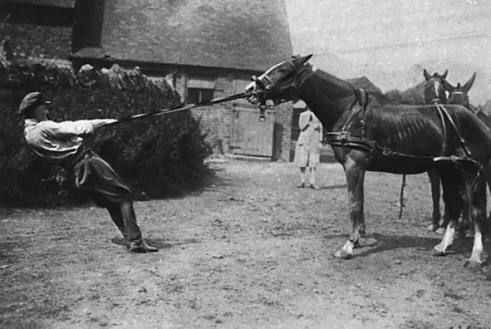 Framed Print : Lieutenant Mike Rimmington training horses for the army, WW1 Framed Print : Lieutenant Mike Rimmington training horses for the army, WW1