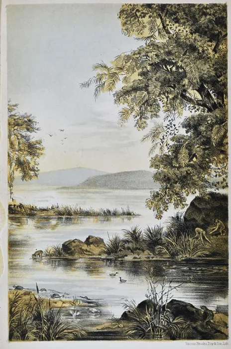 Framed Print : Life in the Miocene Period, Oeningen near Constance Framed Print : Life in the Miocene Period, Oeningen near Constance