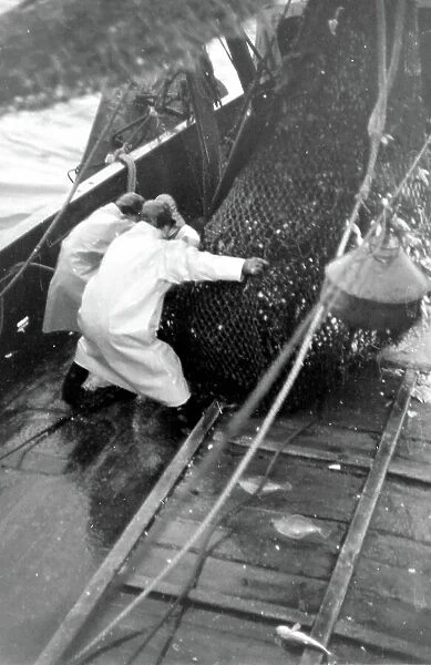 Life on a North Sea trawler -- fishermen at work on deck, hauling in a net full of fish. Date: 1960s