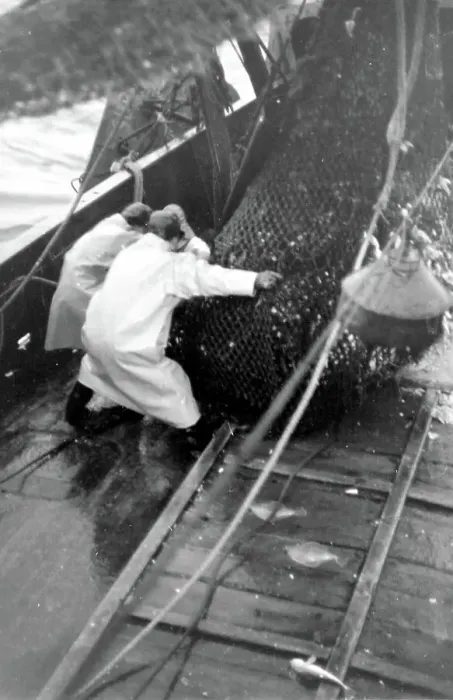 Framed Print : Life on a North Sea trawler -- fishermen at work on deck, hauling in a net full of fish. Date: 1960s Framed Print : Life on a North Sea trawler -- fishermen at work on deck, hauling in a net full of fish. Date: 1960s