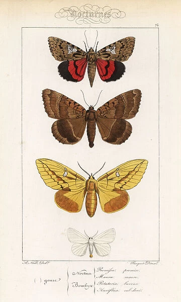 Light crimson underwing, old lady, drinker and yellow-tail
