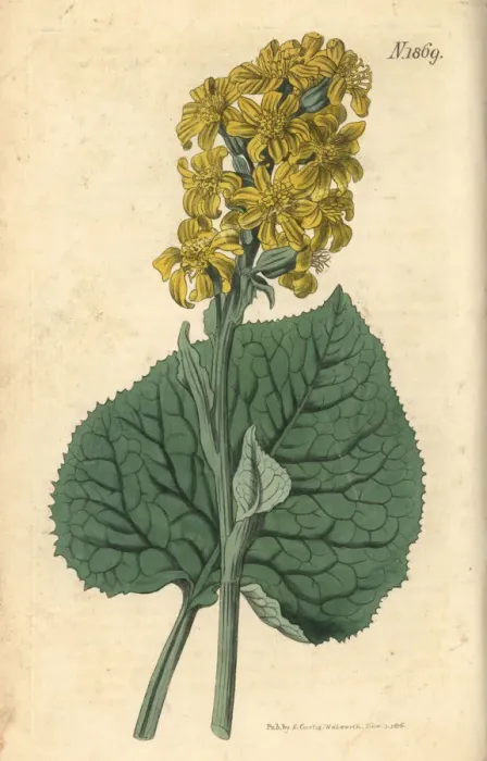 Framed Print : Ligularia sibirica Framed Print : Ligularia sibirica