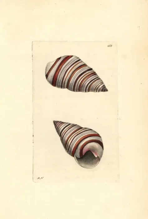 Framed Print : Liguus snail, Liguus virgineus Framed Print : Liguus snail, Liguus virgineus