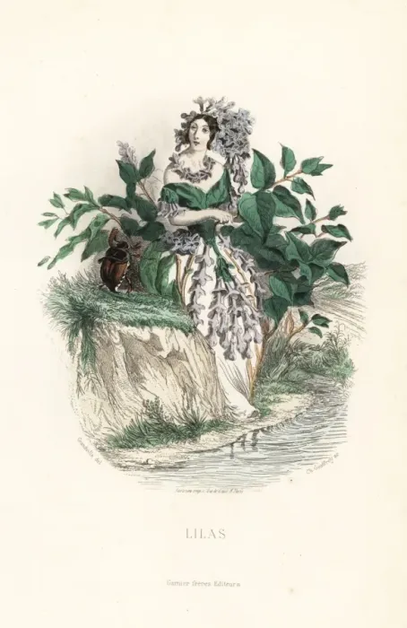 Framed Print : Lilac flower fairy, Syringa vulgaris Framed Print : Lilac flower fairy, Syringa vulgaris