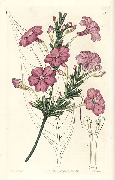 Lilac-flowered ruellia, Ruellia lilacina