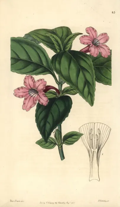 Framed Print : Lilac-flowered ruellia, Ruellia lilacina Framed Print : Lilac-flowered ruellia, Ruellia lilacina