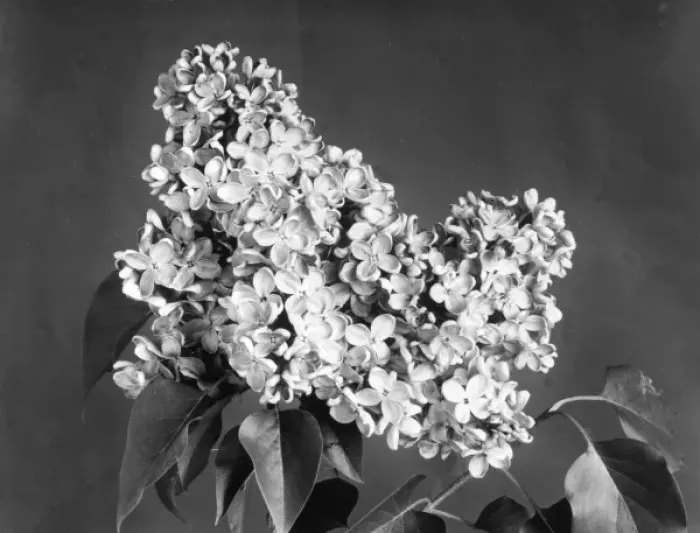 Framed Print : Lilac Flowers Framed Print : Lilac Flowers