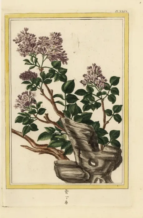 Framed Print : Lilac, Syringa vulgaris Framed Print : Lilac, Syringa vulgaris