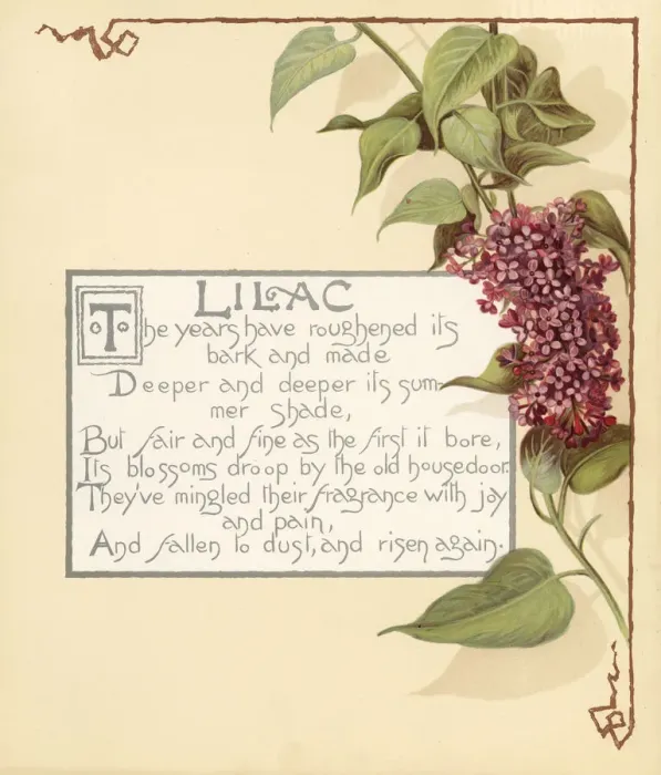 Framed Print : Lilac, Syringa vulgaris, and calligraphic poem Framed Print : Lilac, Syringa vulgaris, and calligraphic poem