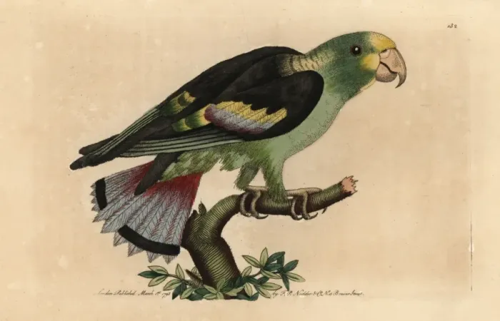 Framed Print : Lilac-tailed parrotlet, Touit batavicus Framed Print : Lilac-tailed parrotlet, Touit batavicus