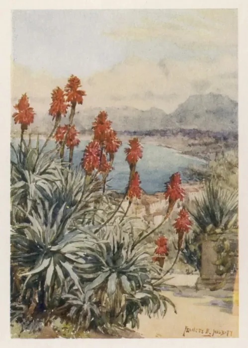 Framed Print : Liliaceae Aloinae (Aloe) Framed Print : Liliaceae Aloinae (Aloe)