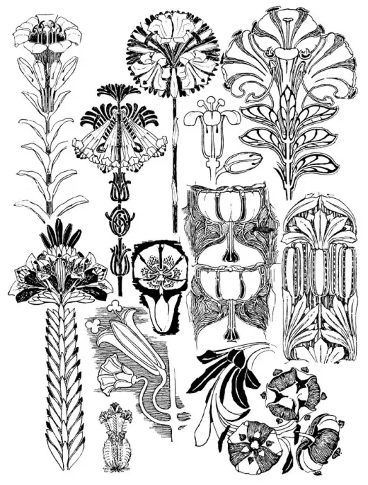 Framed Print : Lilies. Studies in plant form with suggestions for their application to design Framed Print : Lilies. Studies in plant form with suggestions for their application to design