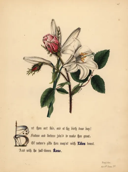 Framed Print : Lilies and Roses (King John) Framed Print : Lilies and Roses (King John)