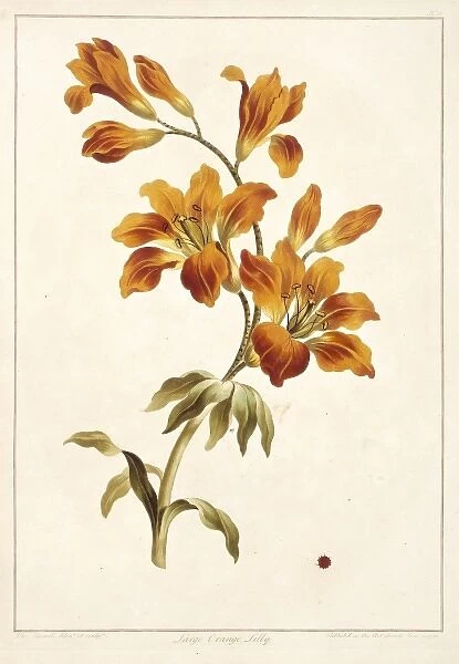 Lilium bulbiferum, large orange lily