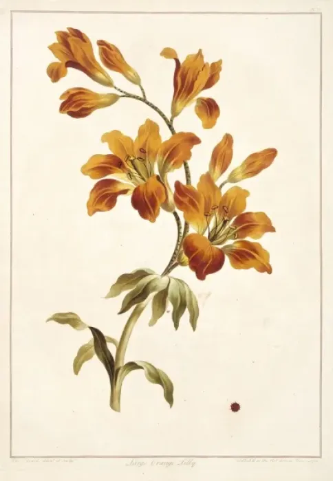 Framed Print : Lilium bulbiferum, large orange lily Framed Print : Lilium bulbiferum, large orange lily