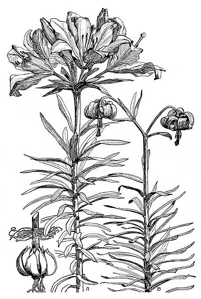 Lilium croceum