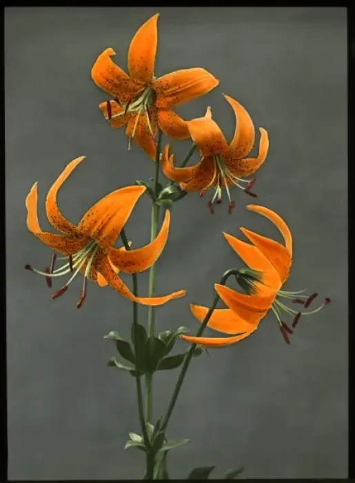 Framed Print : Lilium Humboldtii (Humboldts Lily) Framed Print : Lilium Humboldtii (Humboldts Lily)