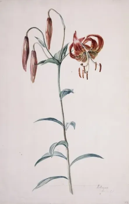 Framed Print : Lilium lancifolium, tiger lily Framed Print : Lilium lancifolium, tiger lily